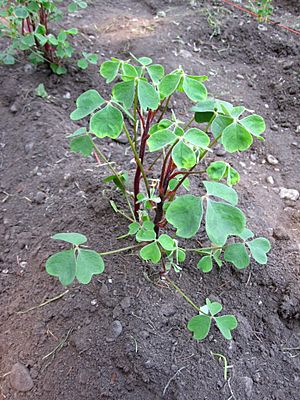 Archivo:Oxalis tuberosa plant
