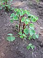 Oxalis tuberosa plant