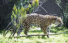 Archivo:Panthera onca palustris (2)