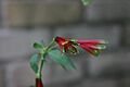 Parrot Lilly (Alstroemeria psittacina)