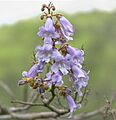 Paulownia tomentosa150737420