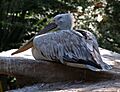 Pelecanus crispus - 001