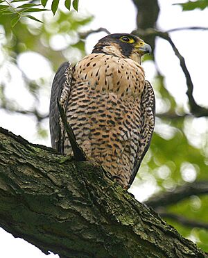 Archivo:PeregrineFalcon08