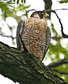 PeregrineFalcon08