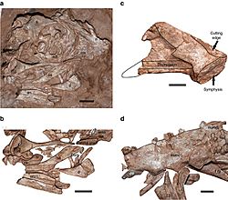 Photos fossil of Beibeilong sinensis (HGM 41HIII1219).jpg
