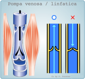 Archivo:Pompe venosa - linfatiche