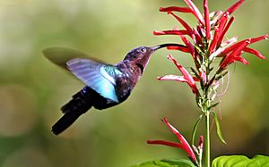 Archivo:Purple-throated carib hummingbird feeding