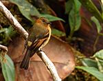 Archivo:Pyrrhomyias cinnamomea (Atrapamoscas canela) (14144508302)