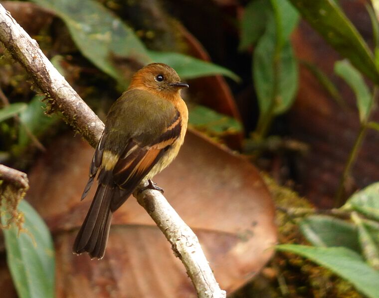 Pyrrhomyias cinnamomea (Atrapamoscas canela) (14144508302)