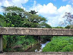 Río Bucarabones, Toa Alta, Puerto Rico (1).jpg