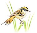 Raiadinho-subantárctico-The Subantarctic Rayadito (Aphrastura subantarctica), a new bird species on the southernmost islands of the Americas (page 2 crop)