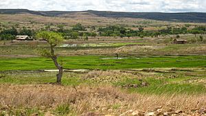 Archivo:Rice paddies in Madagascar 001