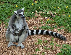 Archivo:Ring tailed lemur and twins