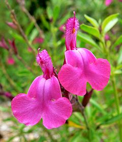 Salvia greggii Coronado Pink 2.jpg