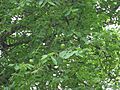 Sclerocarya birrea unripe fruit 1