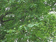 Archivo:Sclerocarya birrea unripe fruit 1