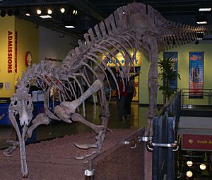 Archivo:Suchomimus skeleton