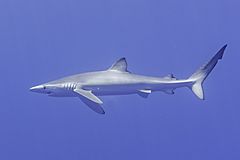 Tiburón azul (Prionace glauca), canal Fayal-Pico, islas Azores, Portugal, 2020-07-27, DD 06.jpg