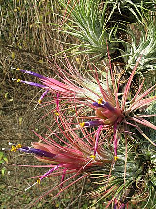 Tillandsia delicata (TS) 2-04308.jpg