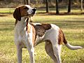 Treeing-walker-coonhound-standing