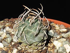 Archivo:Turbinicarpus polaskii 3