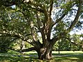 Turkey Oak at Chateau-sur-Mer, Newport, RI - August 29, 2015