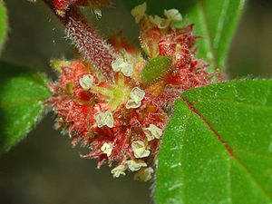 Archivo:Urticaceae - Parietaria judaica