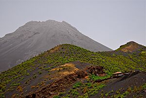Archivo:Vignoble du Chã das Caldeiras