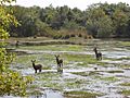 Water buck (Kobus ellipsiprymnus) -Yankari game reserve, Bauchi State (1)