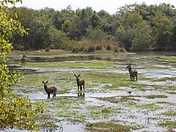 Water buck (Kobus ellipsiprymnus) -Yankari game reserve, Bauchi State (1).jpg