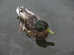 Archivo:Wet duck 2008-06-21 15-17