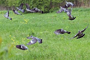 Archivo:Wood Pigeon Lodz(Poland)(js)01