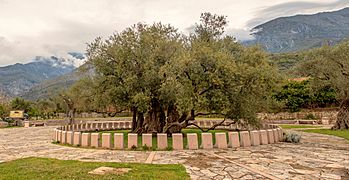 "Olea europea”, which is over 2000 years old. Full view.