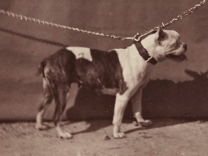 Archivo:01. Old English Bulldog with prick ears. 1863. Paris