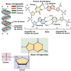 Archivo:0322 DNA Nucleotides-es