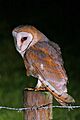 20181203 - 22.11 Kerkuil (Tyto alba) 22