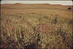 A VIEW OF A PORTION OF KONZA PRAIRIE, 1,000 ACRES OF VIRGIN TALLGRASS PRAIRIE NEAR MANHATTAN, KANSAS - NARA - 557189.jpg