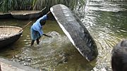 Archivo:A coracle man wahing the coracle 1