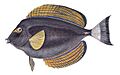 Acanthurus xanthopterus