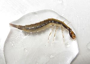 Archivo:Aciliini larva