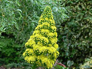 Archivo:Aeonium undulatum flower head 4