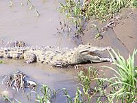 Archivo:American Crocodile Tarcoles