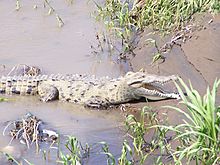American Crocodile Tarcoles.jpeg