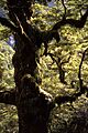 Ancient Southern Beech (920232178)