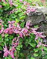 Antigonon leptopus-Yucatán