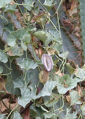 Archivo:Aristolochia chilensis 03
