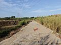 Azud, compuertas y almenara de la acequia de Rascaña 01