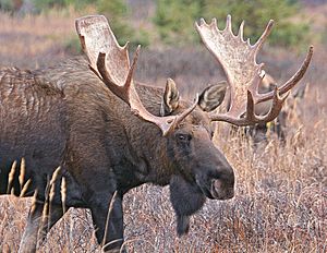 Archivo:Bigbullmoose