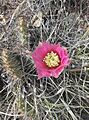 CACH-Opuntia 8ad3a0b15b5f4a0994d1a6505d042400