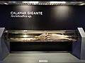 Calamar gigante perteneciente a la Colección del MNCN y actualmente expuesto en una de sus salas